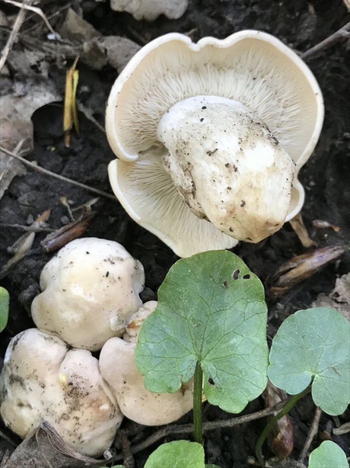 Рядовка майская calocybe gambosa