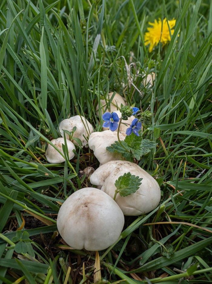 Шампиньон луговой agaricus campestris