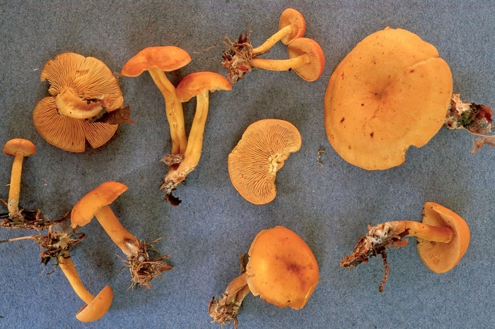 Говорушка гриб ложная лисичка