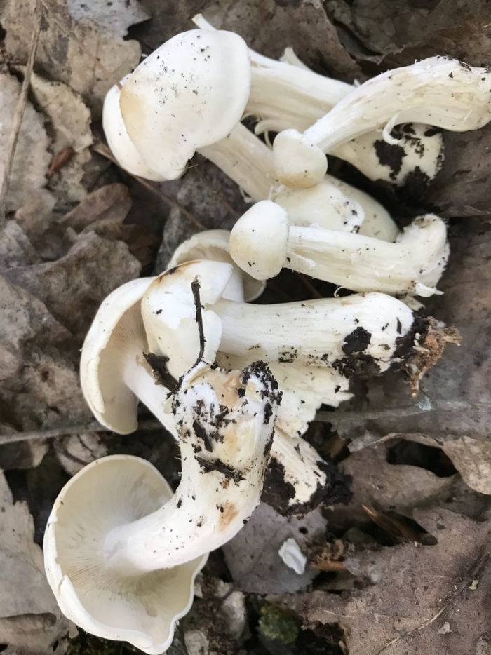 Говорушка беловатая (clitocybe dealbata)