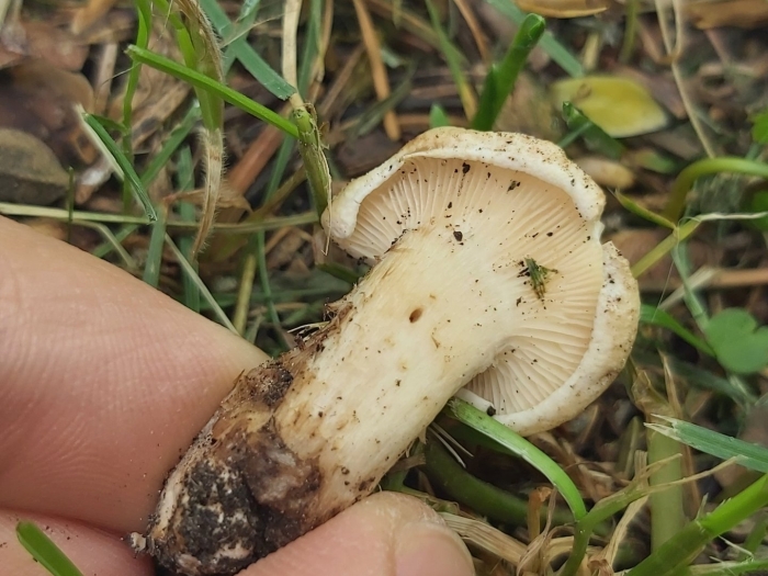 Гриб млечник белый