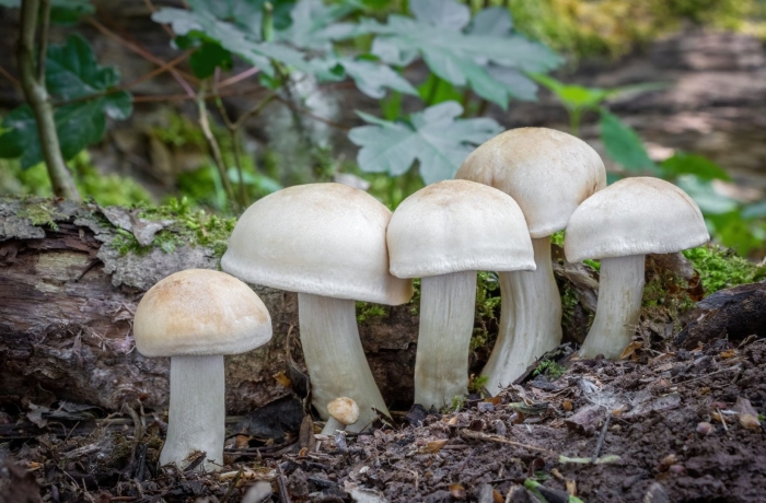 Ядовитые споры грибов