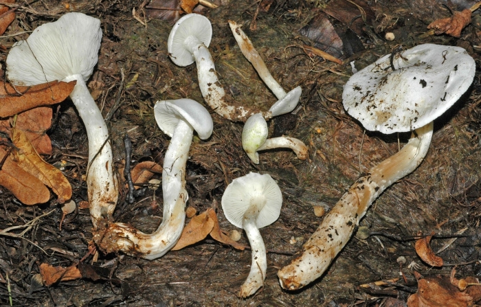 Hygrophorus persoonii