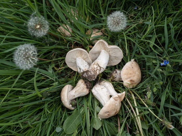 Майский гриб calocybe gambosa