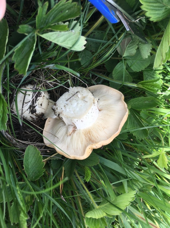 Майский гриб calocybe gambosa