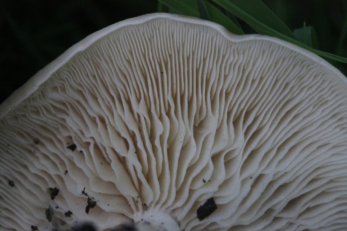 Pleurotus ostreatus