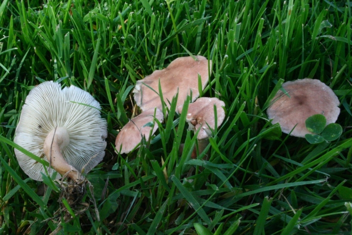 Calocybe persicolor