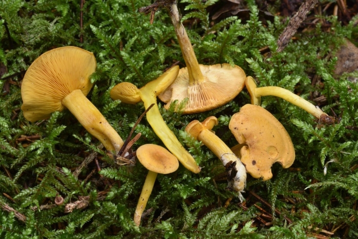 Калоцибе золотистая - calocybe chrysenteron