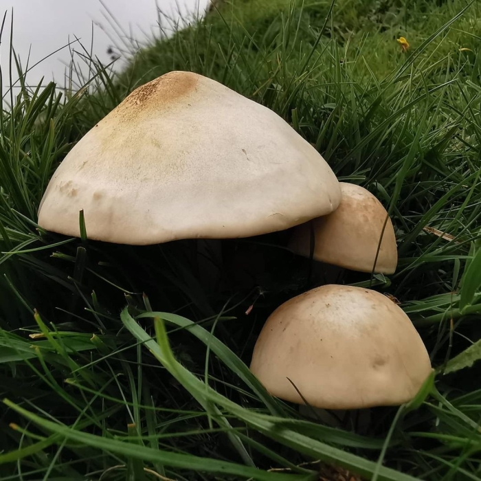 Гриб рядовка