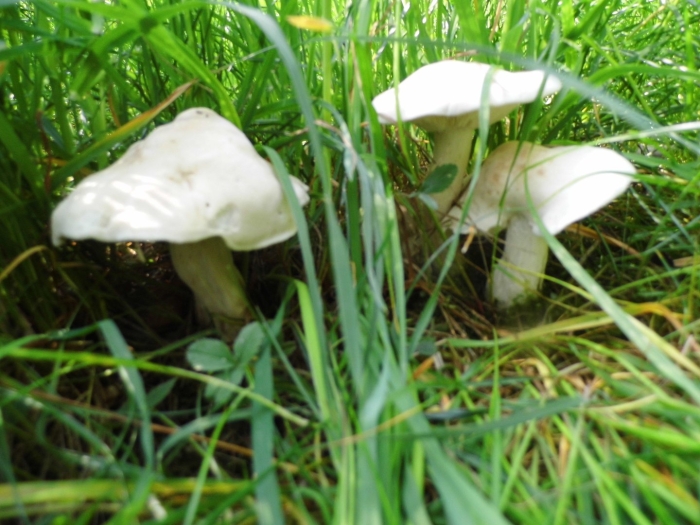 Гриб говорушка беловатая