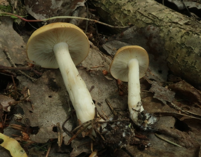 Розовопластинник ядовитый гриб энтолома