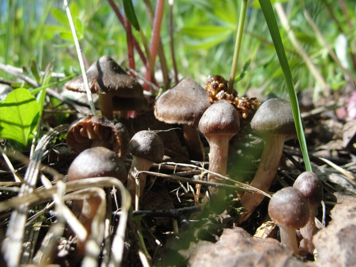 Энтолома садовая гриб