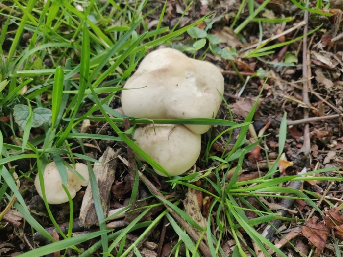 Грибы майские рядовки