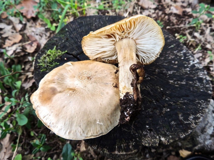 Tricholomella constricta