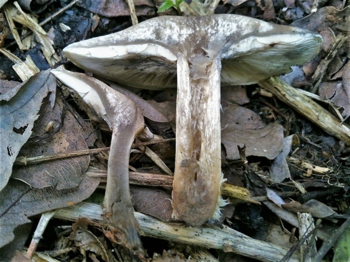 Гриб рядовка съедобный