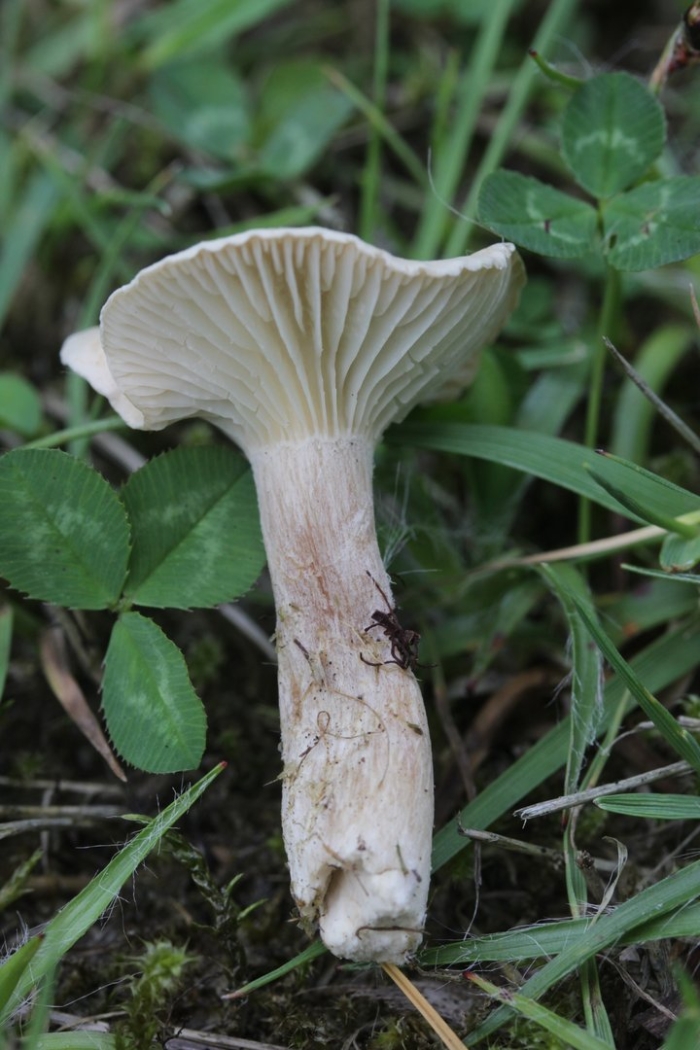 Говорушка подогнутая clitocybe geotropa