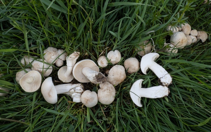 Шампиньон обыкновенный agaricus campestris