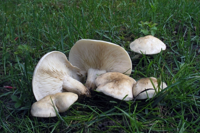 Белый горный гриб говорушка