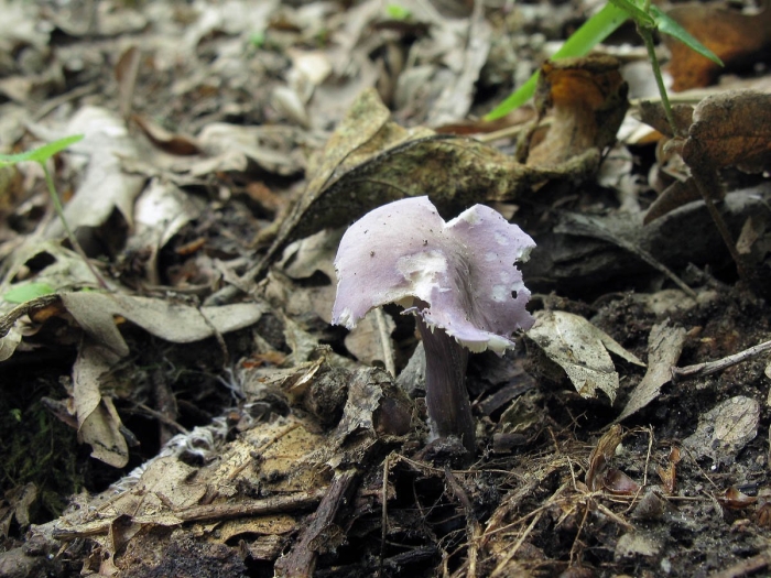 Лаковица аметистовая laccaria amethystina