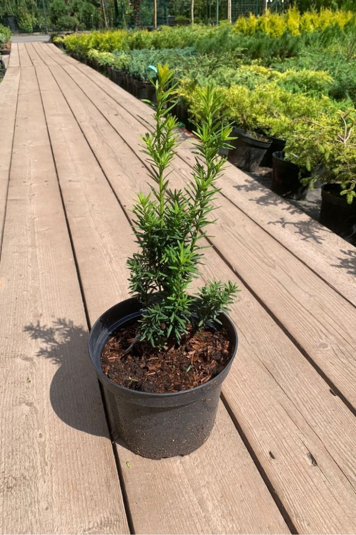 Тис средний хилли