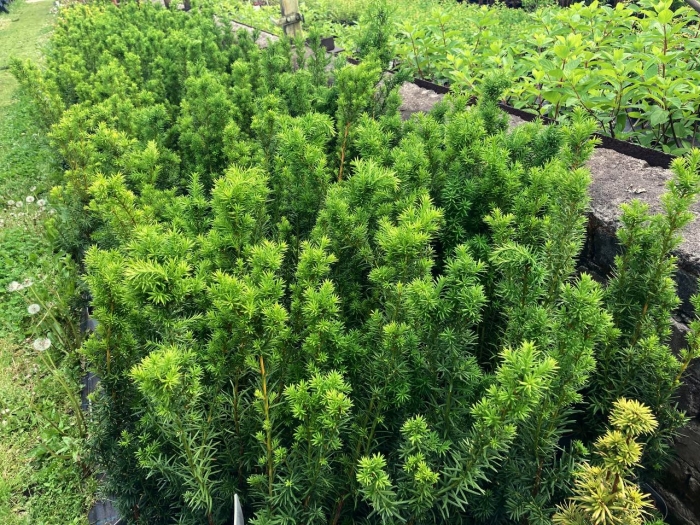 Тис ягодный (taxus baccata  david