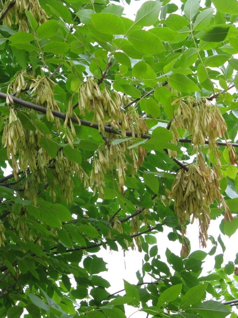Ясень пенсильванский Fraxinus pennsylvanica