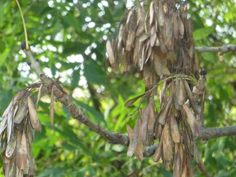 Семена Крылатки ясеня