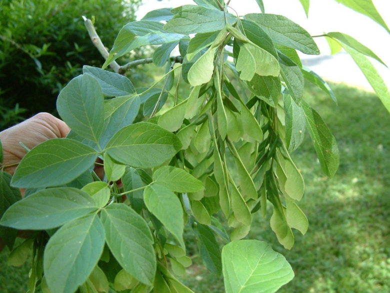 Клен ясенелистный лист