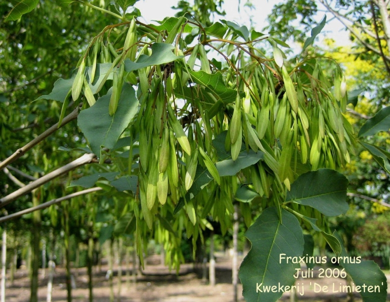 Ясень шерстистый ясень Зибольда