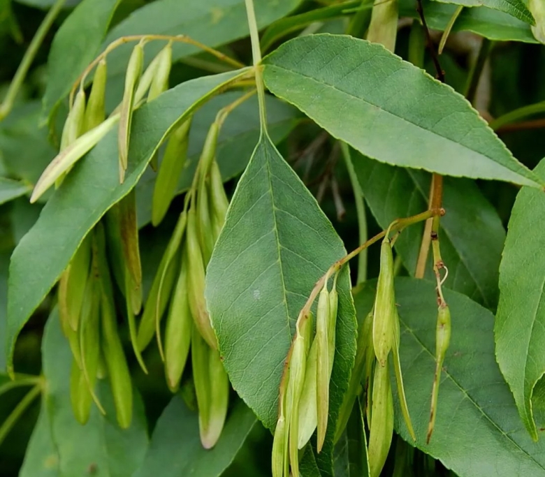 Ясень обыкновенный fraxinus excelsior