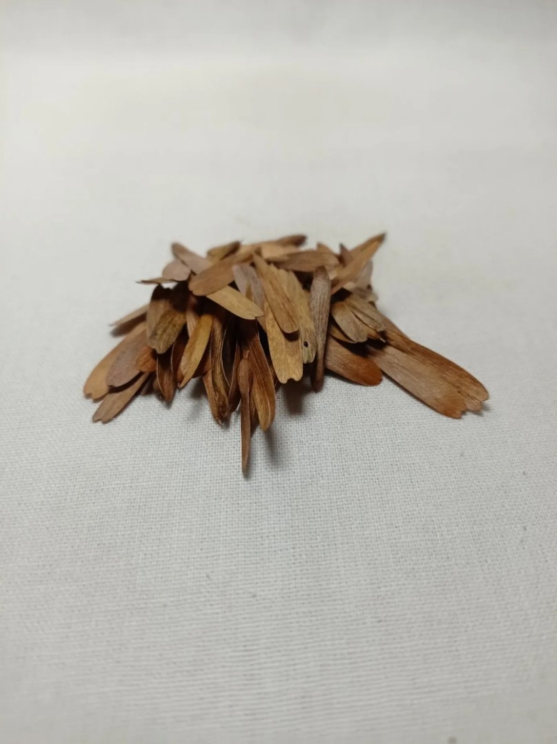 Семена китайского ясеня