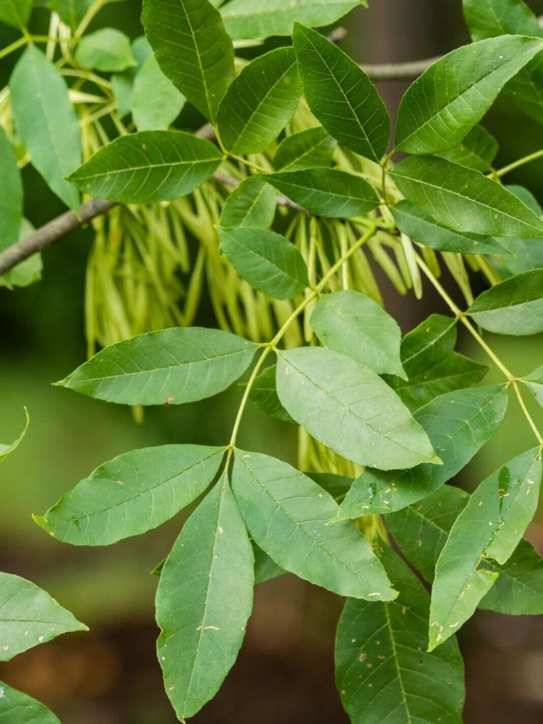 Fraxinus pennsylvanica