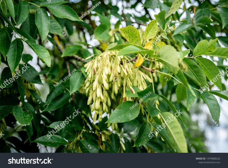 Ясень остроплодный