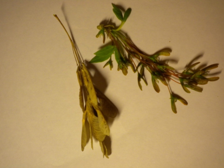 Клён ясенелистный вертолетики