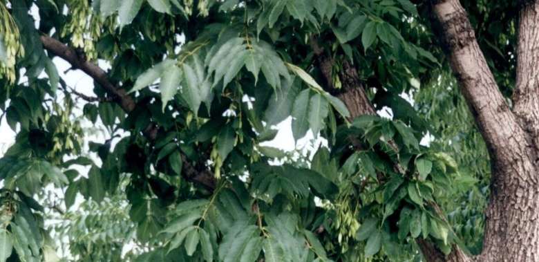 Ясень маньчжурский Fraxinus mandshurica
