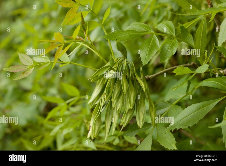 Fraxinus angustifolia