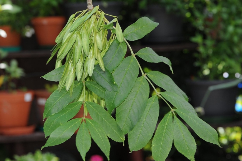 Ясень маньчжурский fraxinus mandshurica