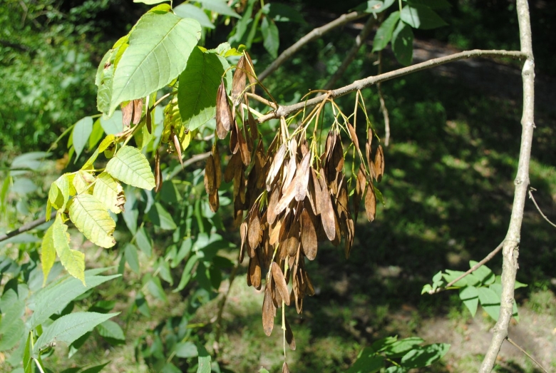 Клён ясенелистный вертолетики