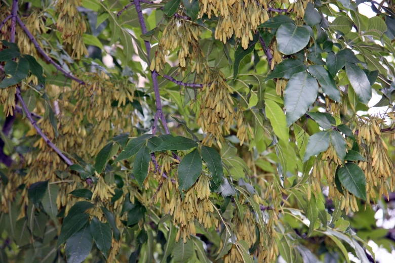 Дерево с круглыми семенами