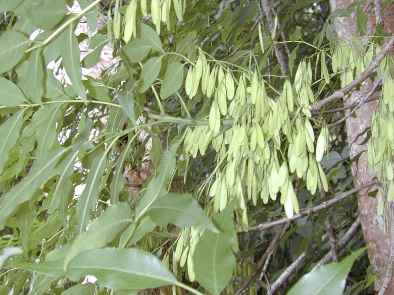 Ясень обыкновенный fraxinus excelsior