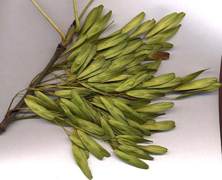 Семена Крылатки ясеня