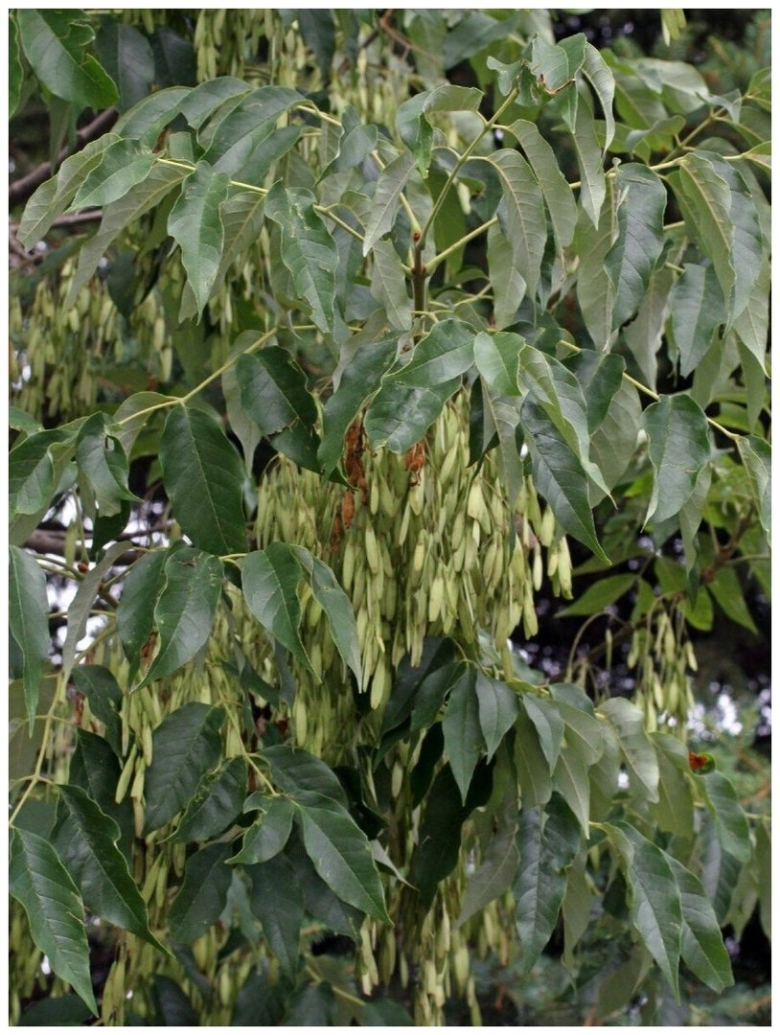 Ясень американский Отем Пурпл