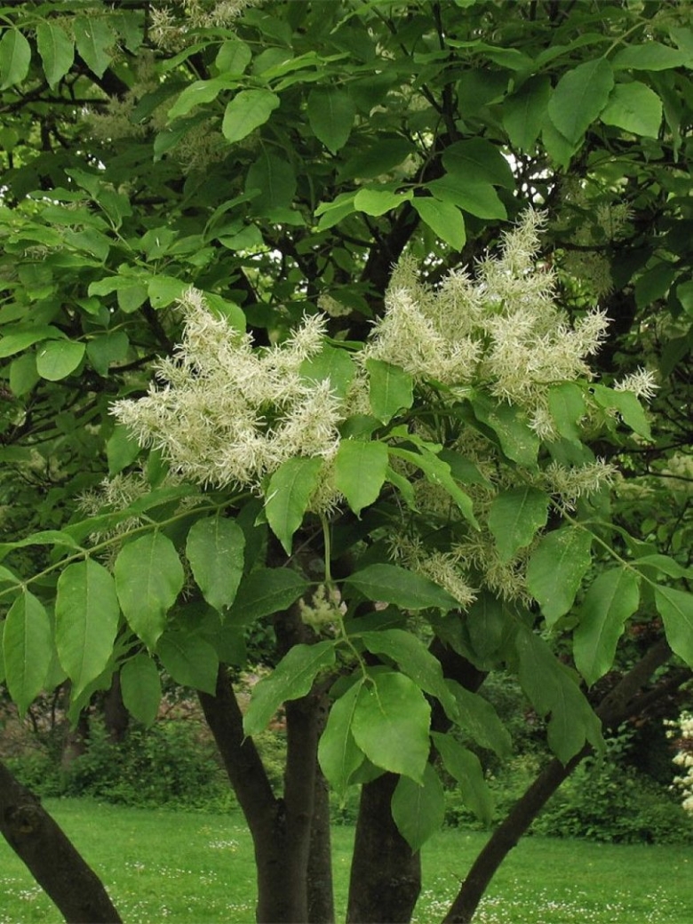 Ясень манновый