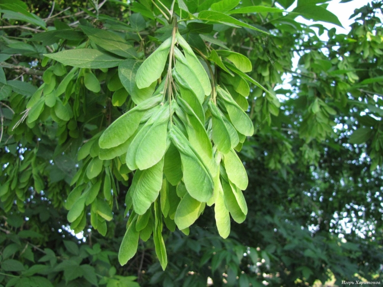 Клён ясенелистный вертолетики