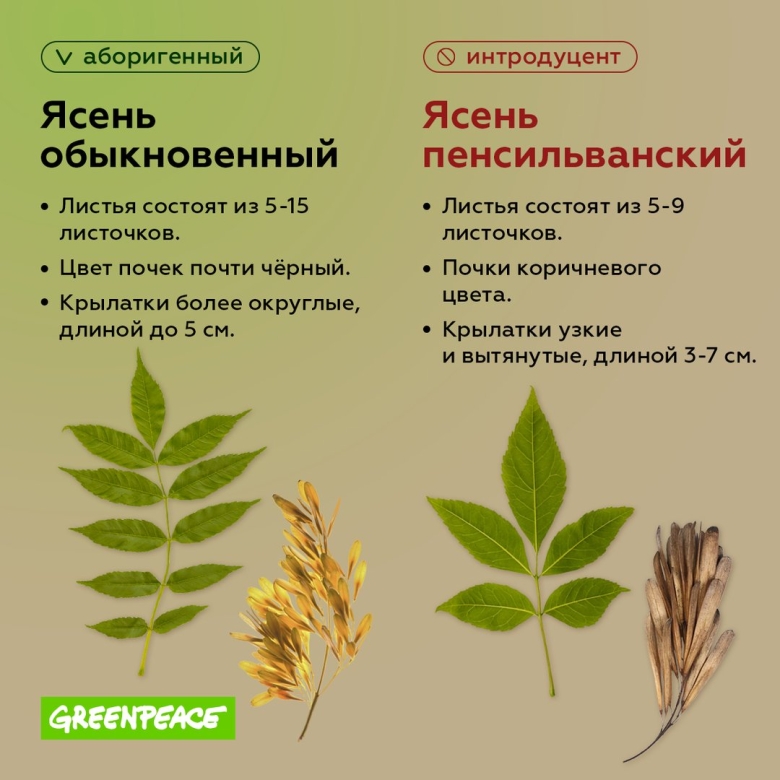 Ясень обыкновенный лист