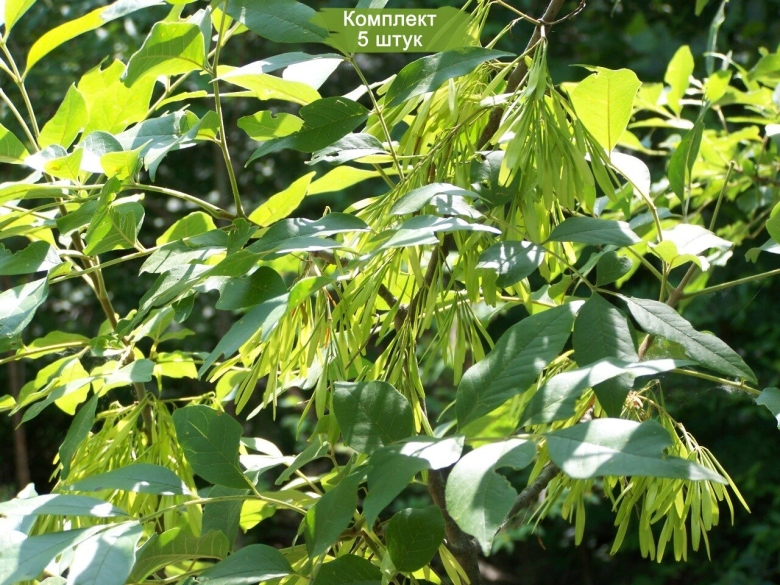 Ясень пенсильванский