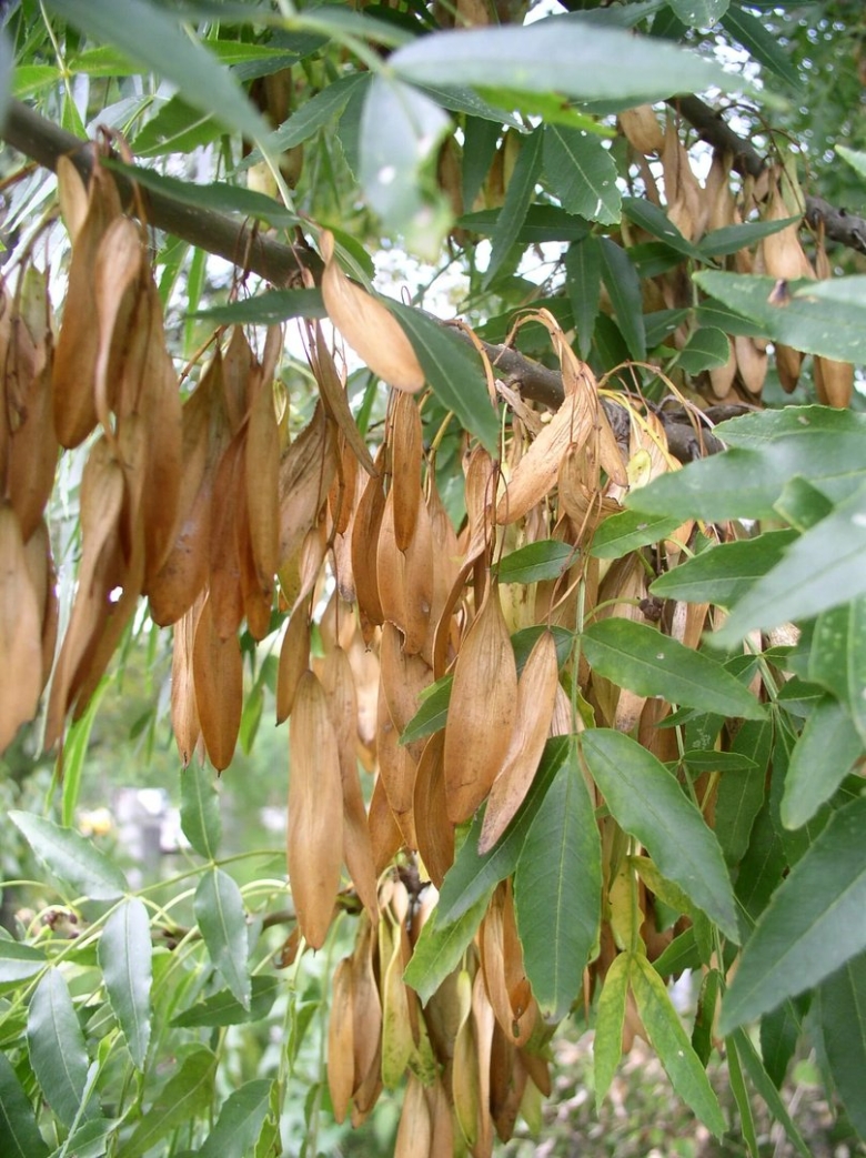 Семена Крылатки ясеня