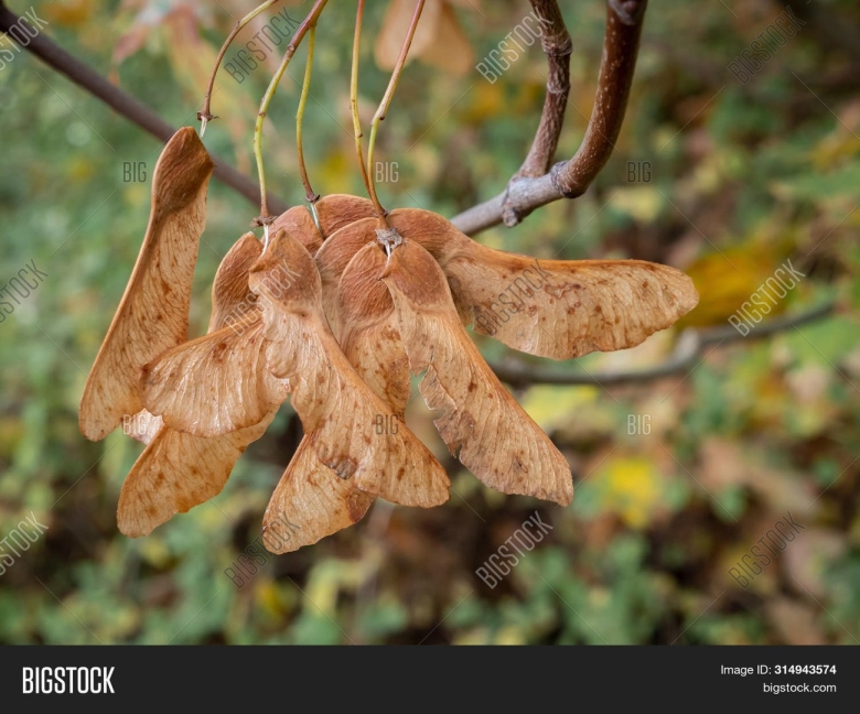 Семена Крылатки клена