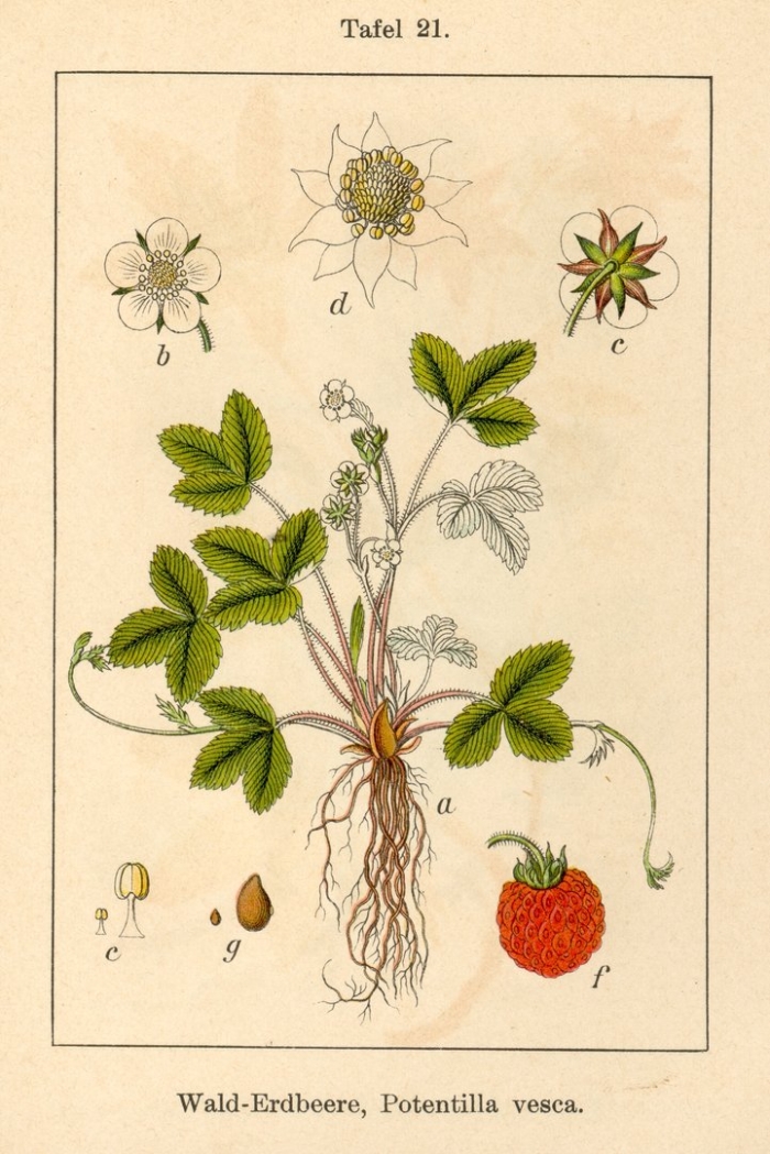 Fragaria vesca ботаническая иллюстрация