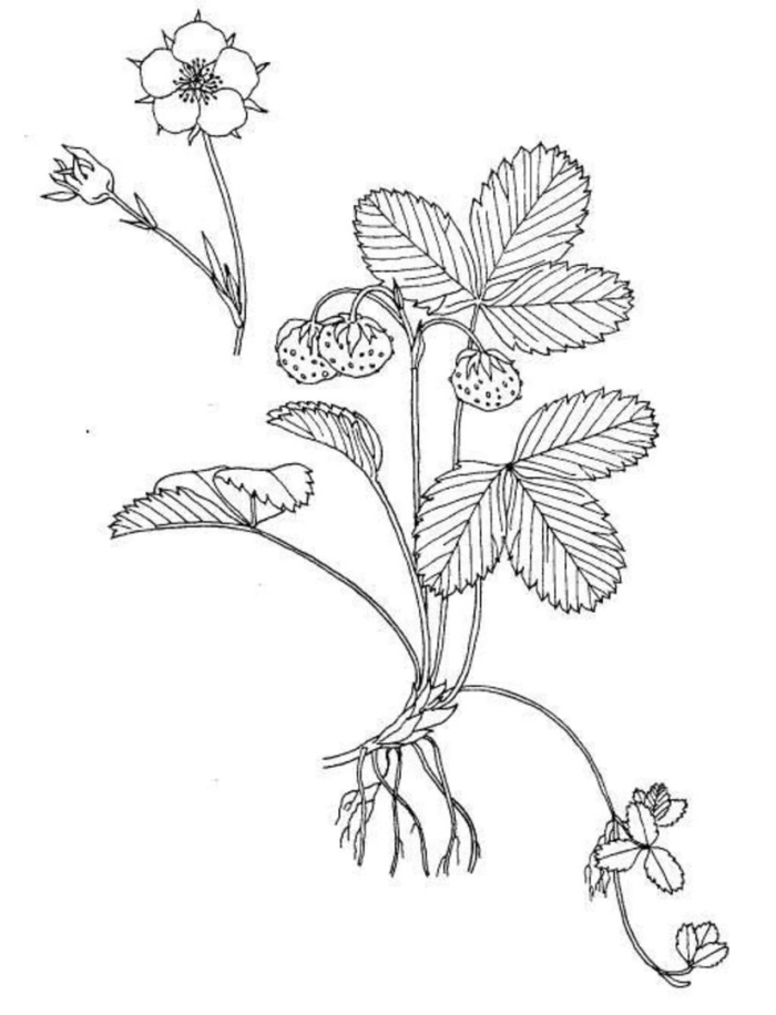 Земляника лесная фармакогнозия